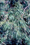 Podocarpus parlatorei, detalle de las hojas